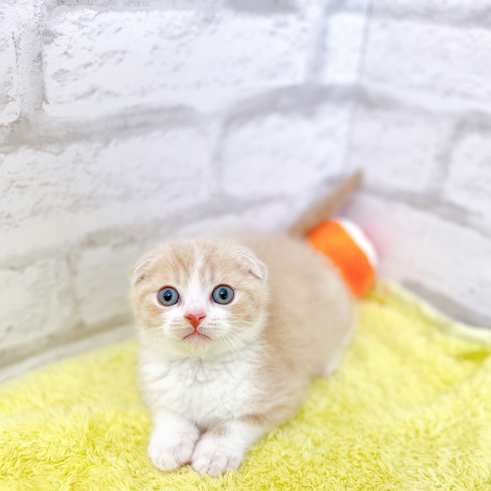 猫ちゃんshopc4591 5個 ペットプロ 小おどりネコちゃんかつおぶし 3g×5パック｜郵便局のネット